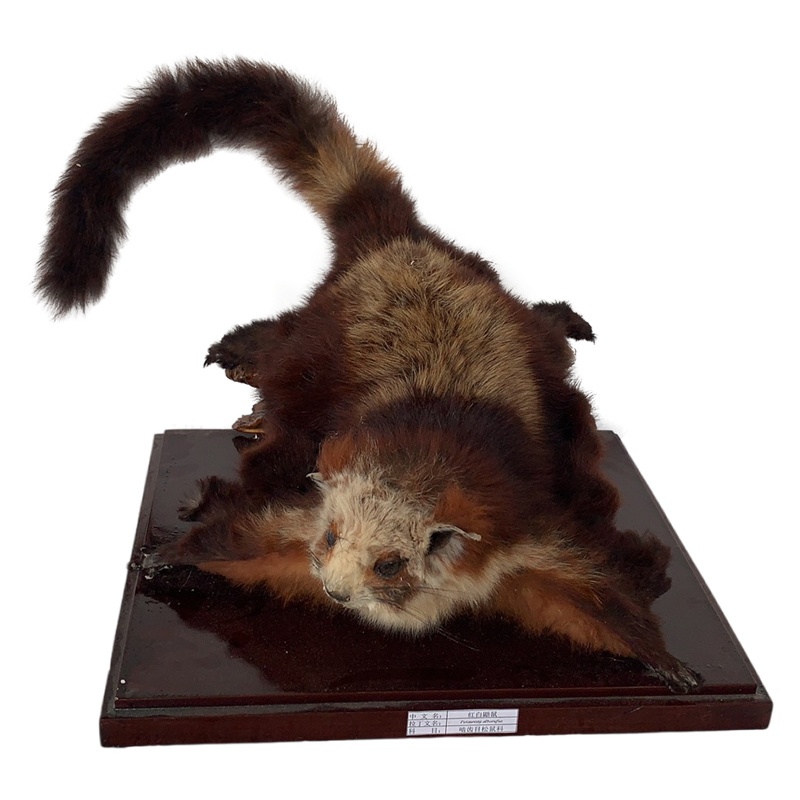 �������걾