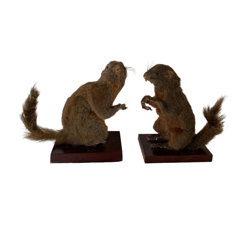 �ู����걾