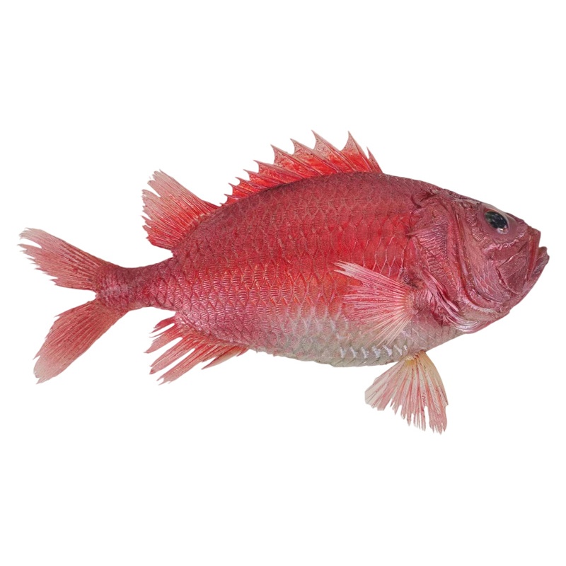 �ձ�������걾