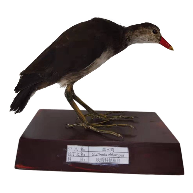 ��ˮ���걾